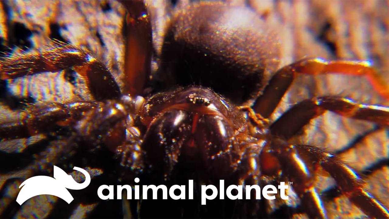 O segredo da longa vida de uma aranha de 43 anos | O Incrível Mundo Animal | Animal Planet Brasil