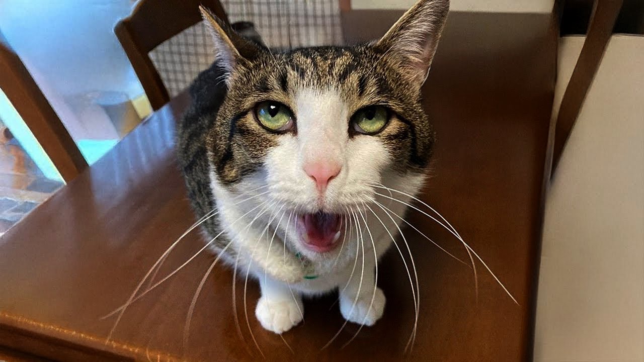 Can’t Stop Laughing at These Funny Pets! 🤣🐾 #11