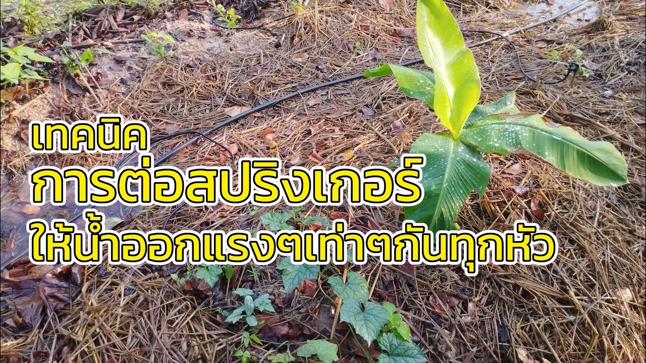 การวางระบบน้ำด้วยท่อ pe เทคนิคการต่อสปริงเกอร์ให้น้ำแรงเท่ากันทุกหัวแบบง่ายๆ