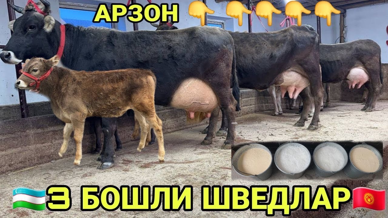АРЗОНЧИ АКАДАН 3 БОШЛИ ШВЕДЛАР БОЛЛАРИ НОВВОСЛАРИДАН СОТИЛАДИ SOTILADIGON SIGIRLAR 5 марта 2026 г
