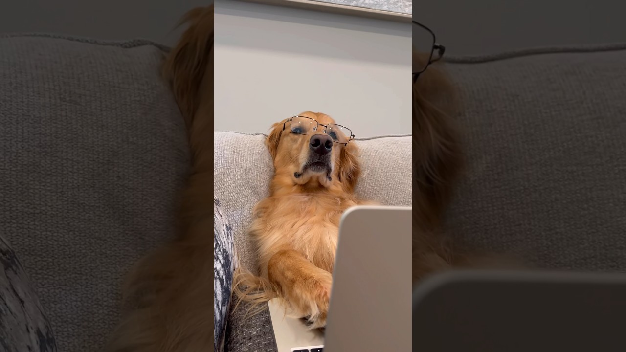 My dog ruined our couch!