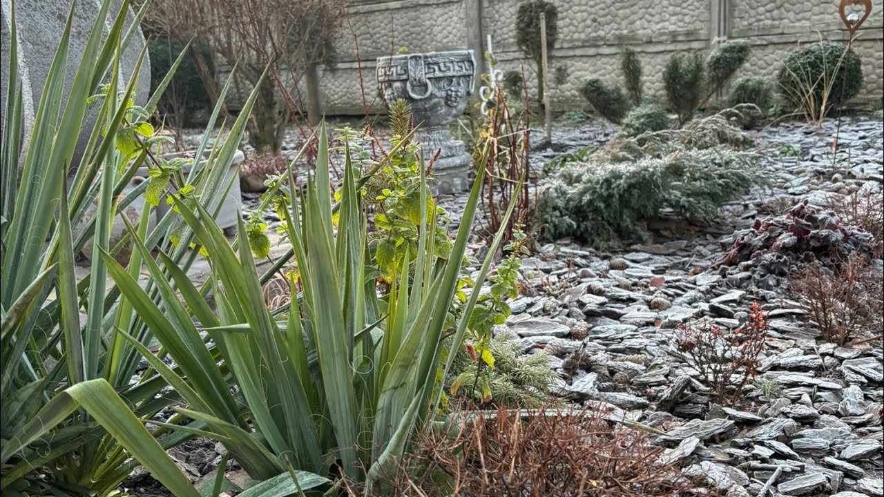 Прогулянка квітником в останній день зими❄️Що вже росте😳