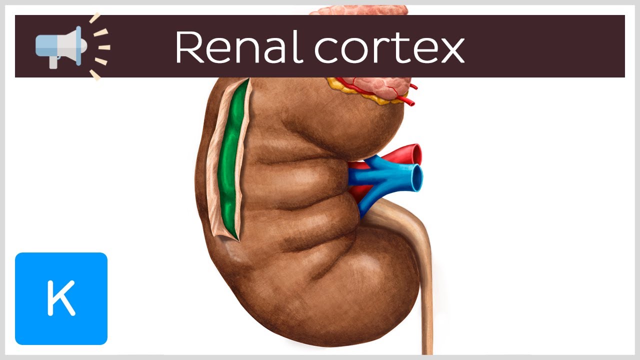 Renal cortex | Anatomical Terms Pronunciation by Kenhub
