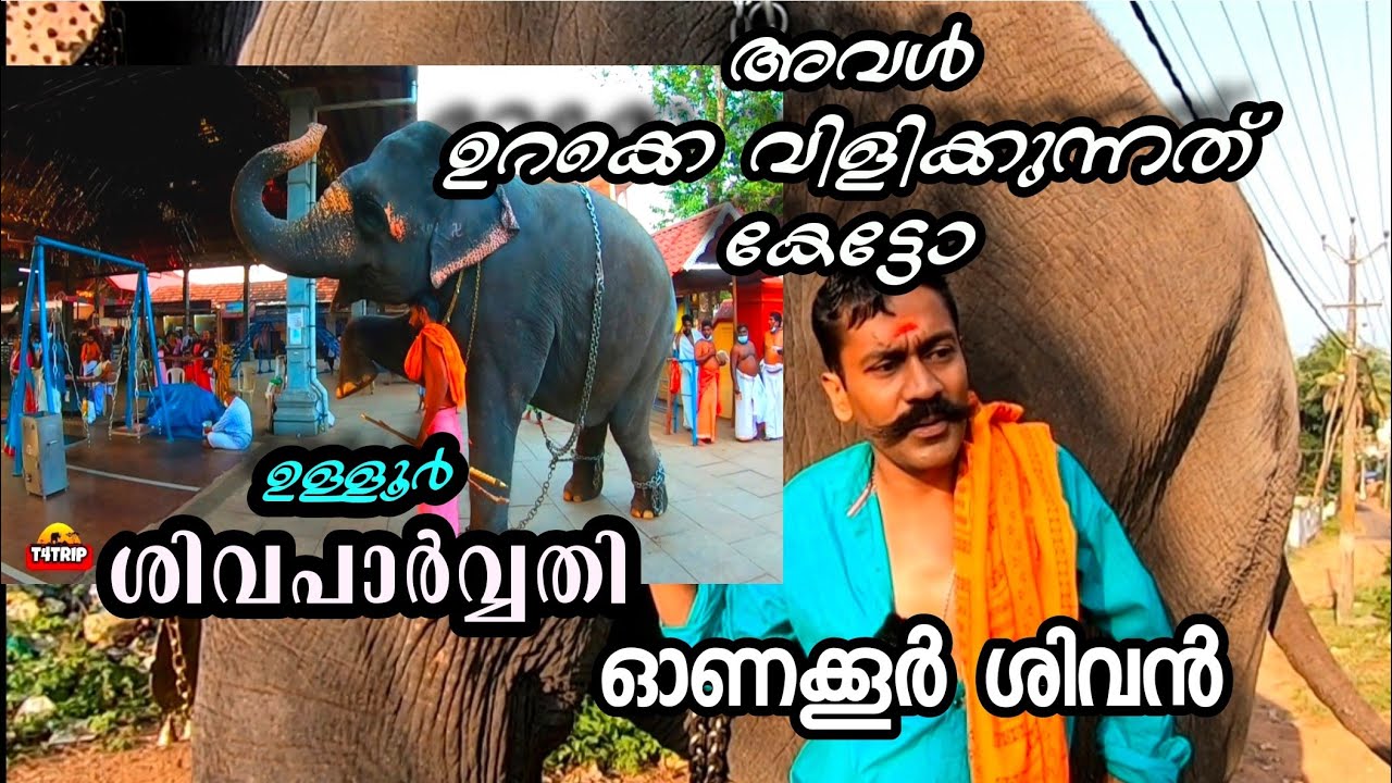ഉള്ളൂർ ശിവ പാർവതിയും ഓണക്കൂർ പൊന്നൻ ചേട്ടൻ്റെ മകൻ ശിവൻ ചേട്ടനും | പാപ്പാനെ അളക്കുന്ന ആന | T4Trip