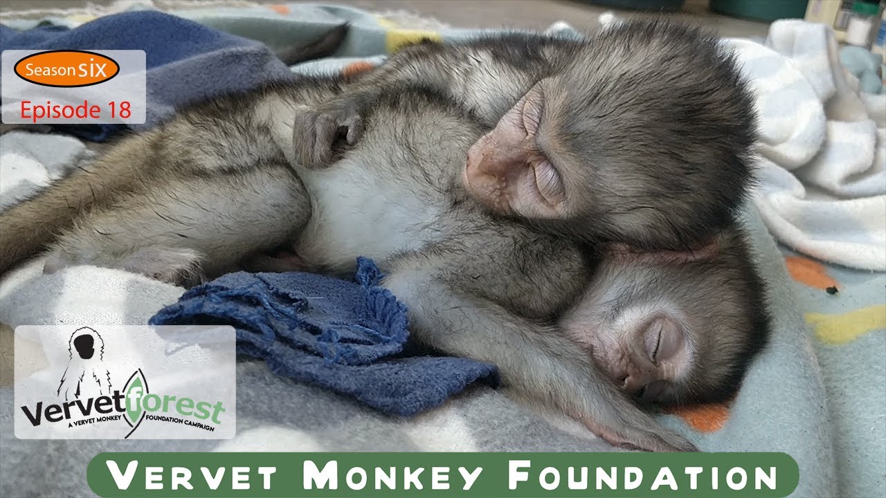 We follow Grover and Sophie, our two new baby monkey 🐒 orphan arrivals on their journey.