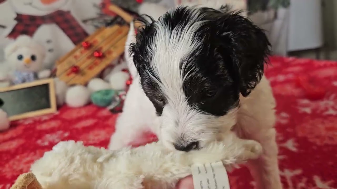 Fudge - 5 week old F1b mini Goldendoodle