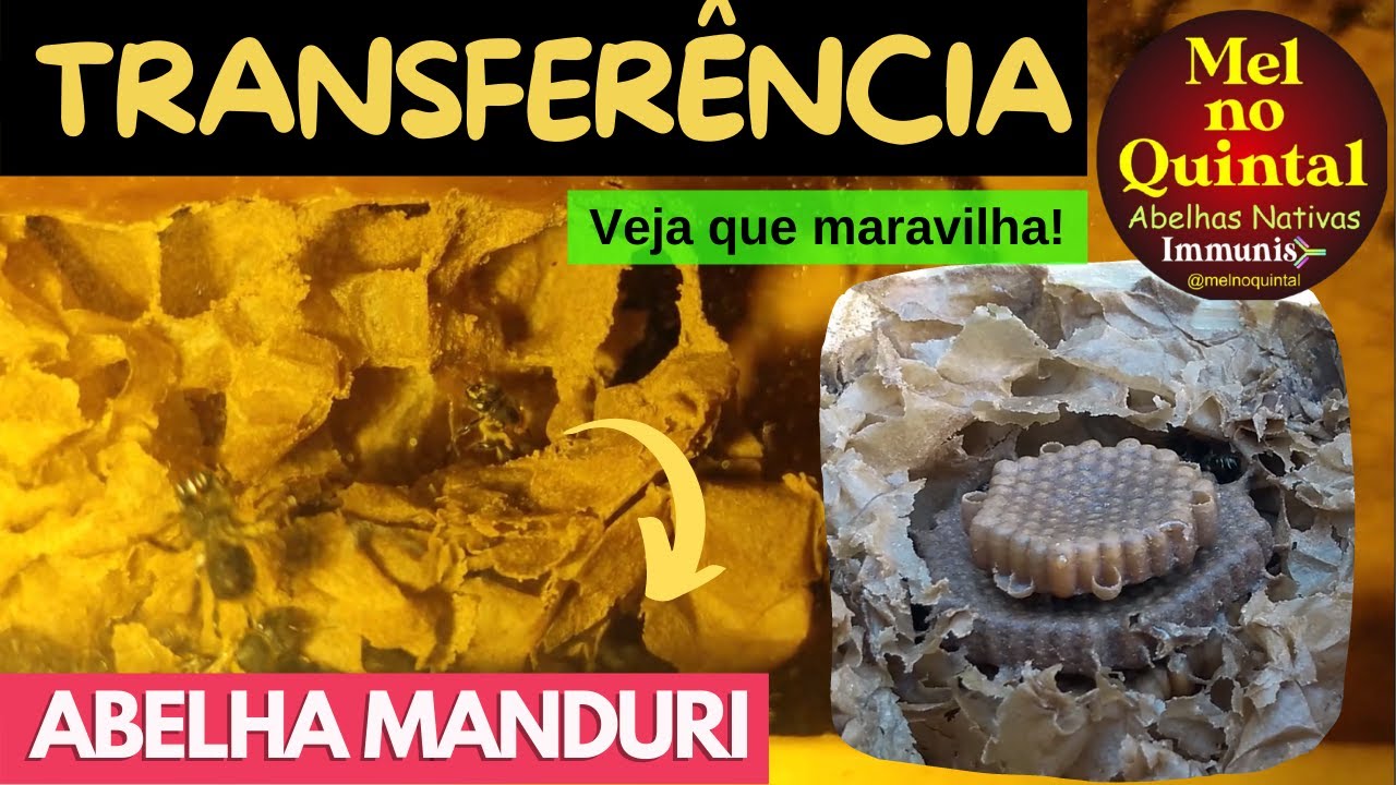 Fiz a Transferência da MANDURI! Veja como essa ASF é incrível