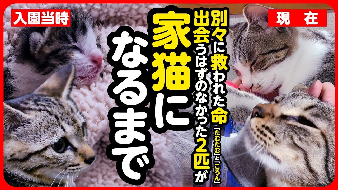 【感動】母猫や兄妹との別れ…寂しかったふたりが本当の家族になるまで【まとめ】
