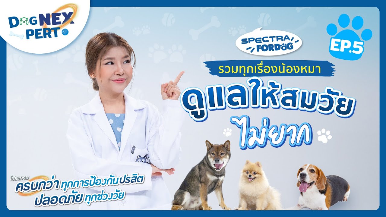 Dog NexPert EP.5 ดูแลน้องหมาให้สมวัย ไม่ใช่เรื่องยาก
