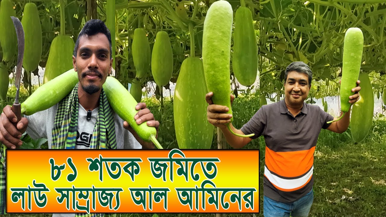 যত গাছ তত লাউ, ৮১ শতক জমিতে লাউ চাষ আল আমিনের ll Bottle Gourd Cultivation ll Roza Agro