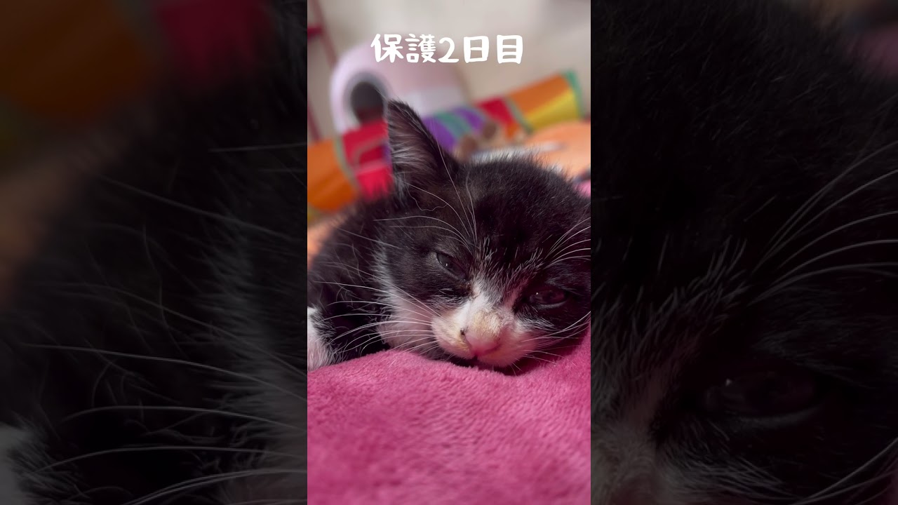 保護初日〜3日目♡下半身麻痺子猫あいかなちゃんと10匹の猫とビーグル犬#下半身麻痺猫