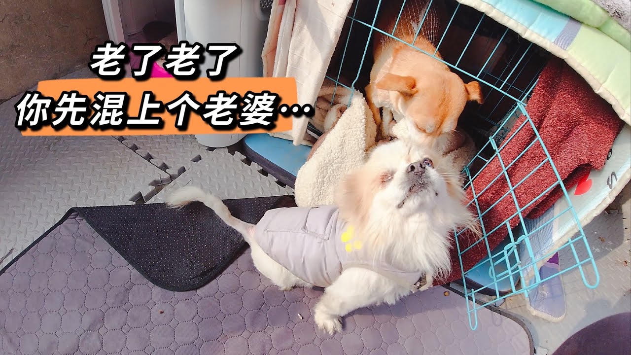 上二楼看到这一幕，残疾狗却先有老婆，感慨：男人还是有味道的好