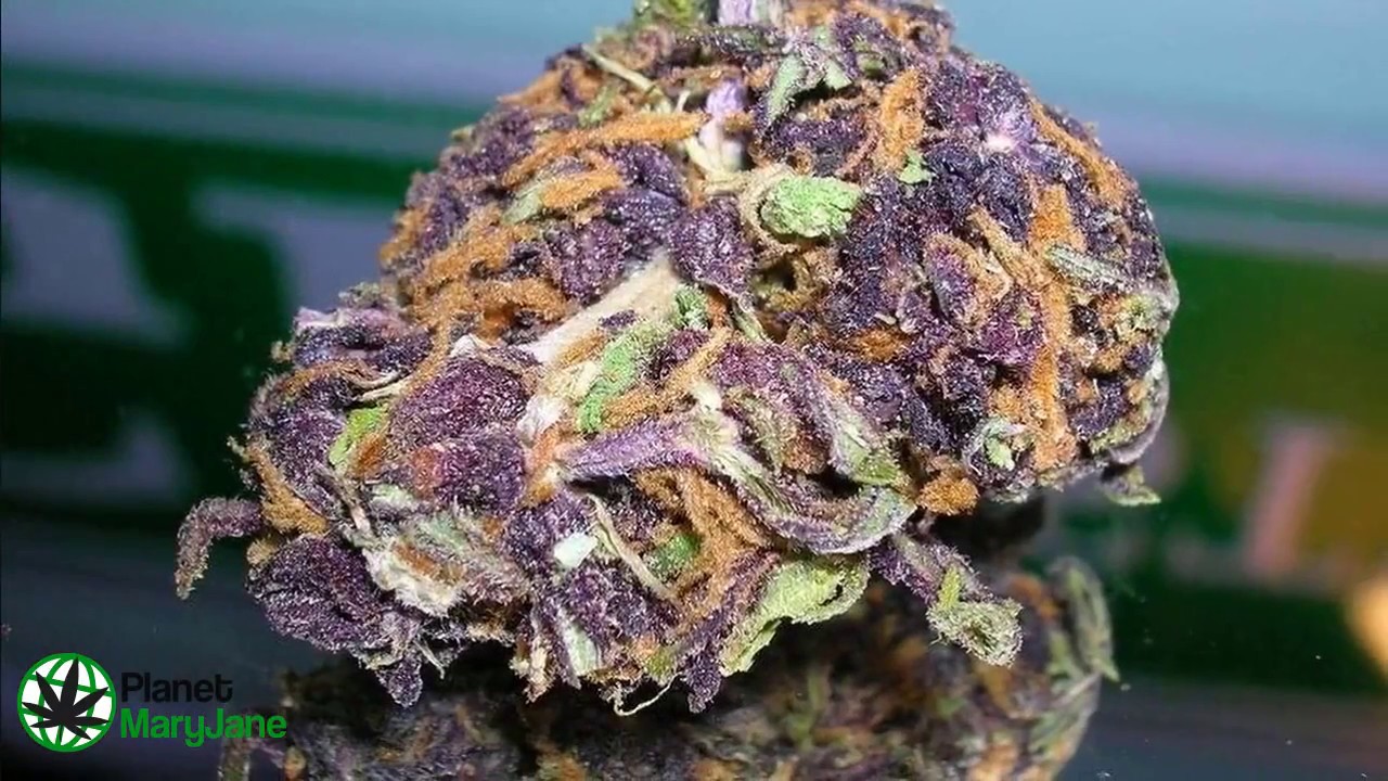 Purple Trainwreck Weed Strain Shirt | Planet Mary Jane Store