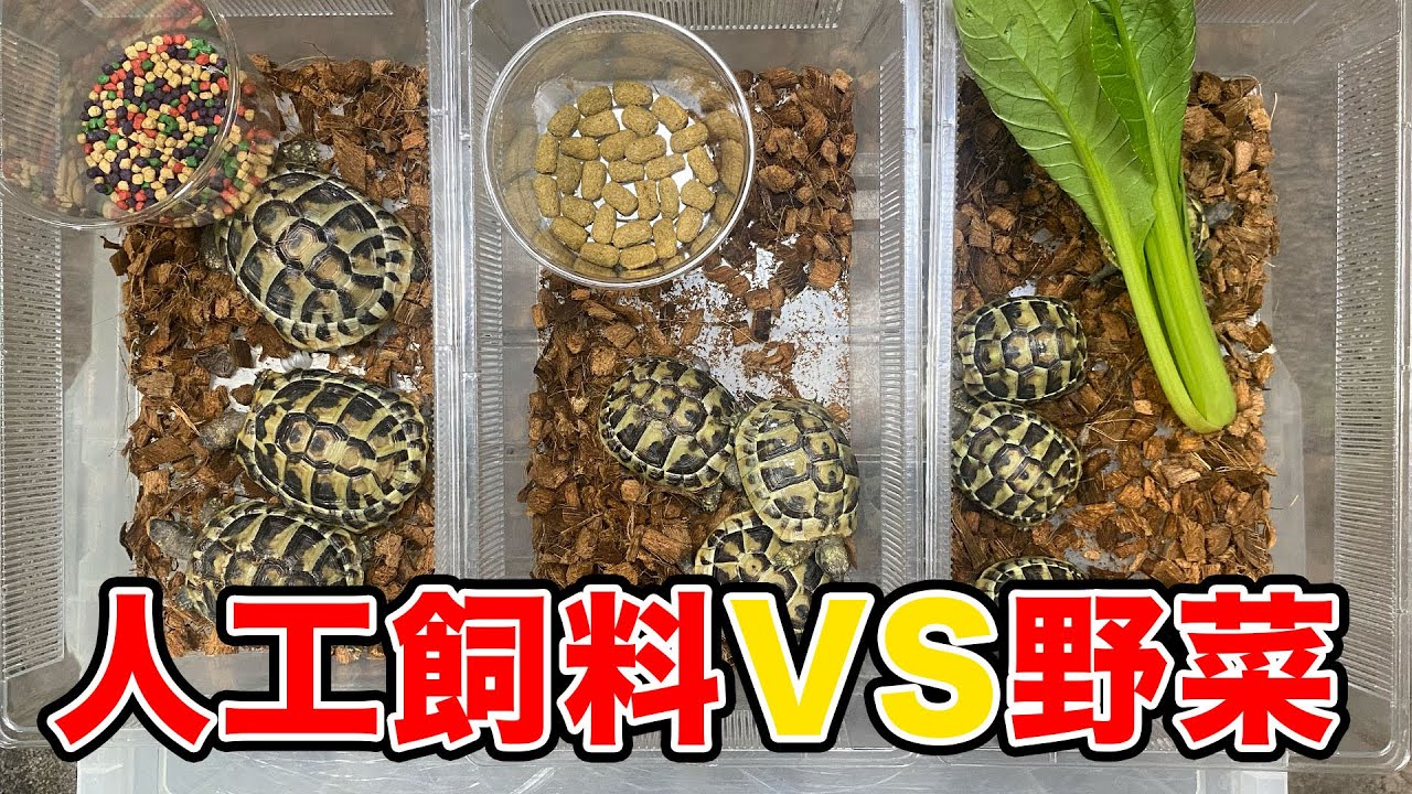 【リクガメの食事①】野菜とリクガメフードの餌の違いによるリクガメの育ち方とおすすめの飼育方法