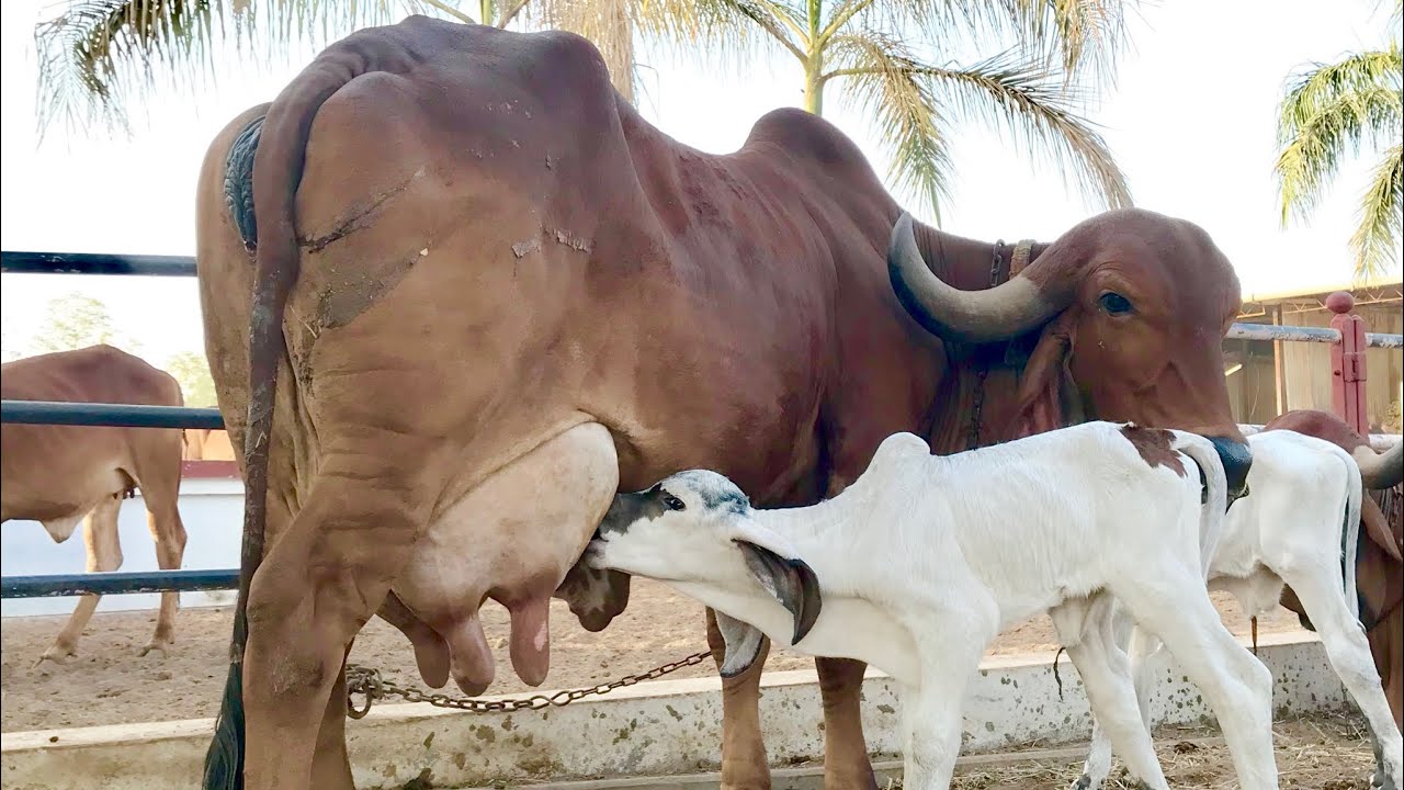 LILDI GIR CALF