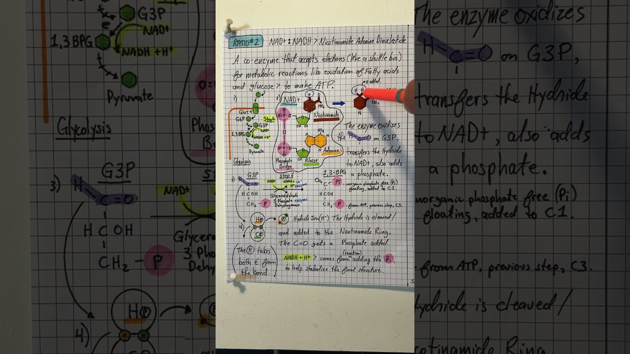 Ratio #2 - NAD+:NADH