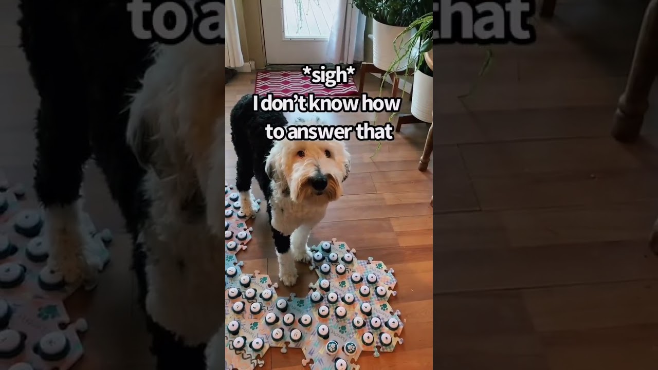 Собака Почему? | Банни &mdash; &laquo;говорящая&raquo; собака