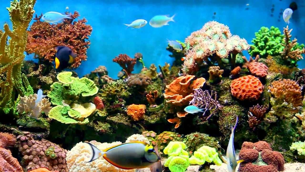 MI ACUARIO MARINO DE ARRECIFES