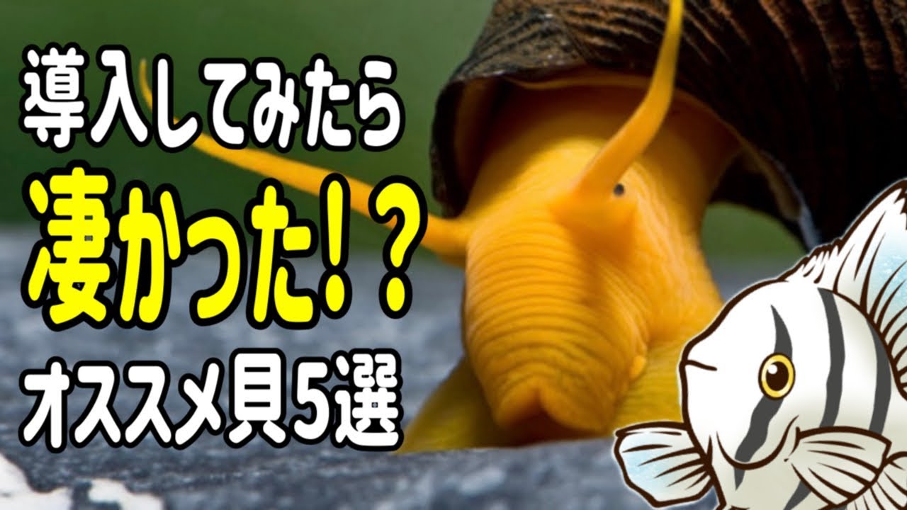 コケ掃除を減らす!?鑑賞性の高い貝5選【熱帯魚 アクアリウム】