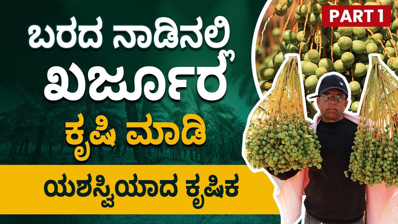Dates Farming Complete Details In Kannada - ಖರ್ಜೂರ ಬೆಳೆಯುವುದು ಹೇಗೆ? ಲಾಭ ಎಷ್ಟು?Part 1|Dates Palm Farm