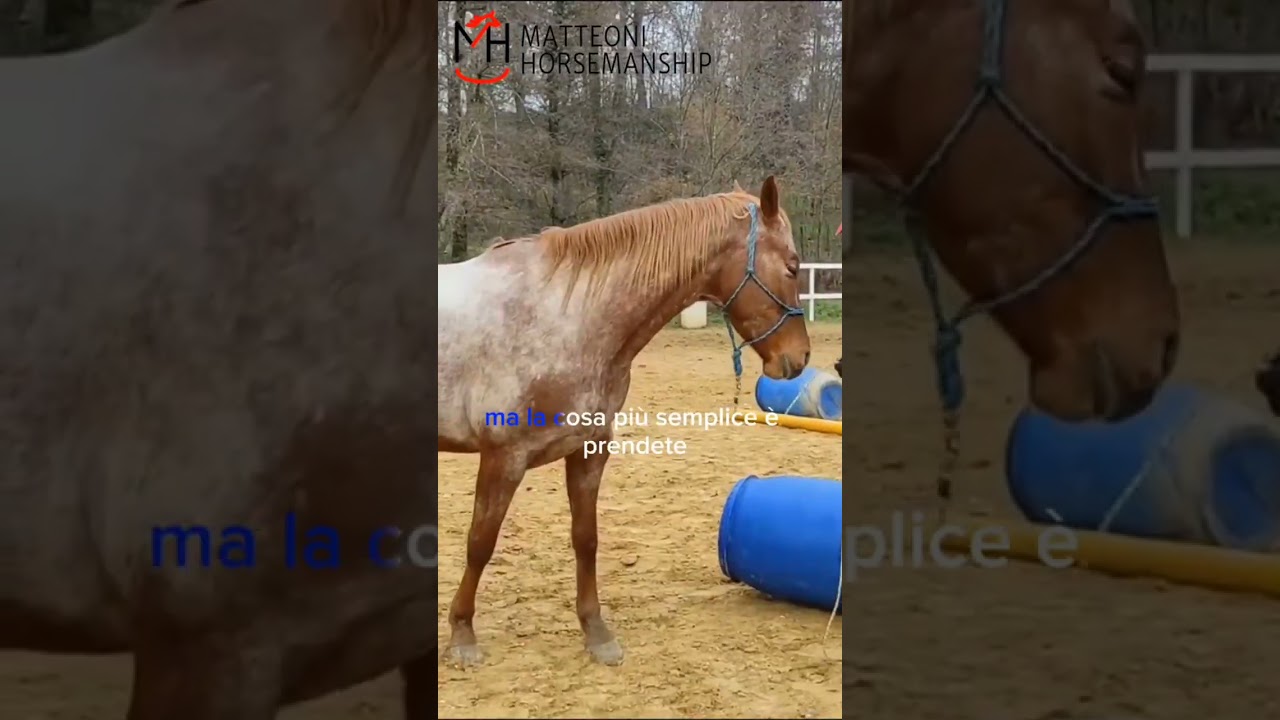 Claustrofobia nel cavallo #shorts