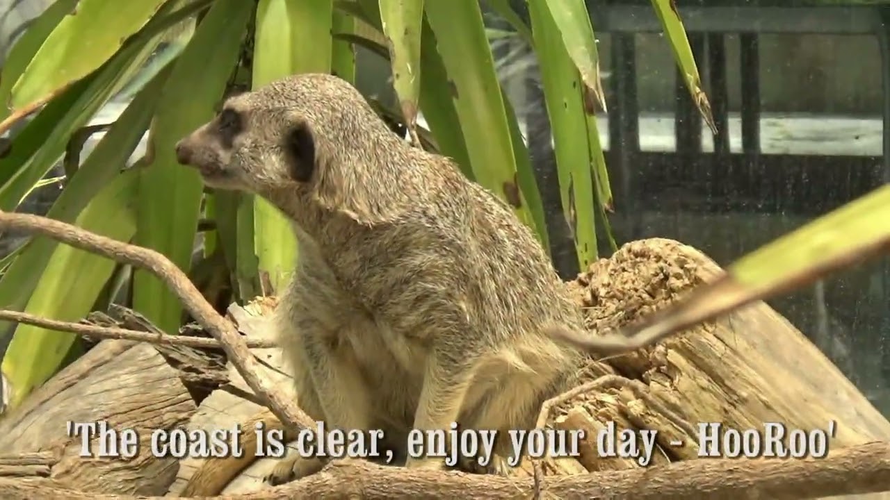 Canberra Zoo - Overnight stay in the Jamala Lodge.