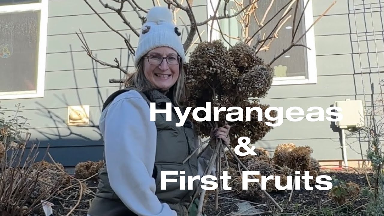 How to Prune a Limelight Standard Hydrangea / Plus the First Fruits of Giving