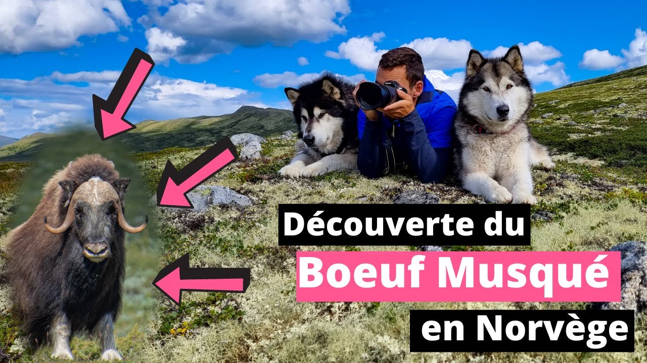 Découverte du Boeuf Musqué de Norvège