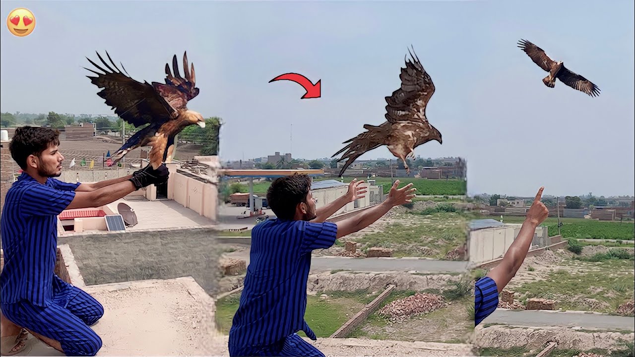 Finally Eagle Ko Azad Kr Dia😍|| Hammad Pet House
