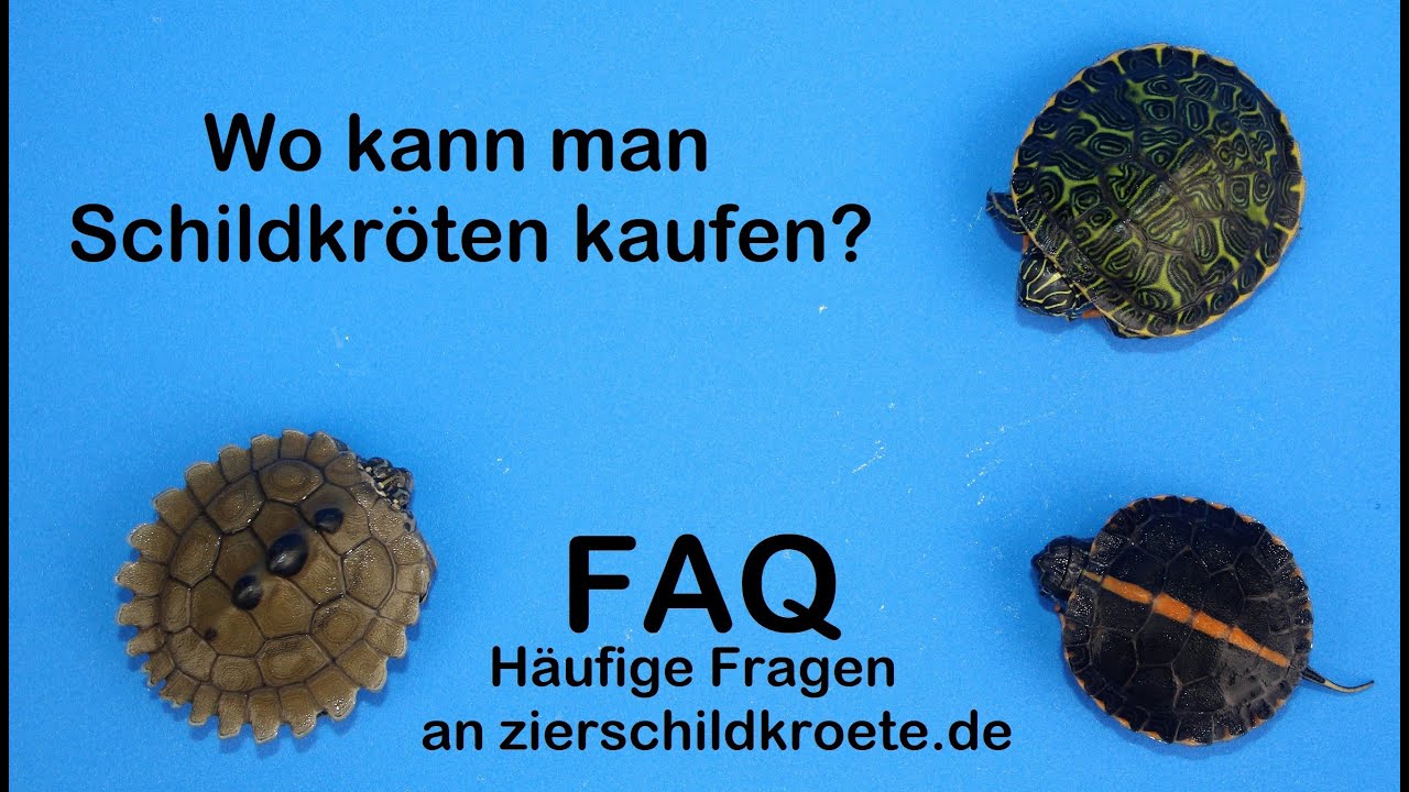 Wo kann man Schildkröten kaufen? (FAQ Wasserschildkröten)