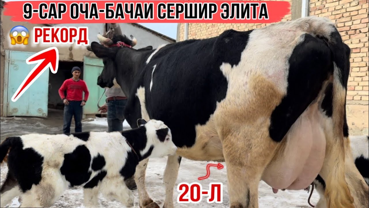😱РЕКОРД 9-САР ОЧА БАЧАХОИ СЕРШИР 26 января 2026 г.
