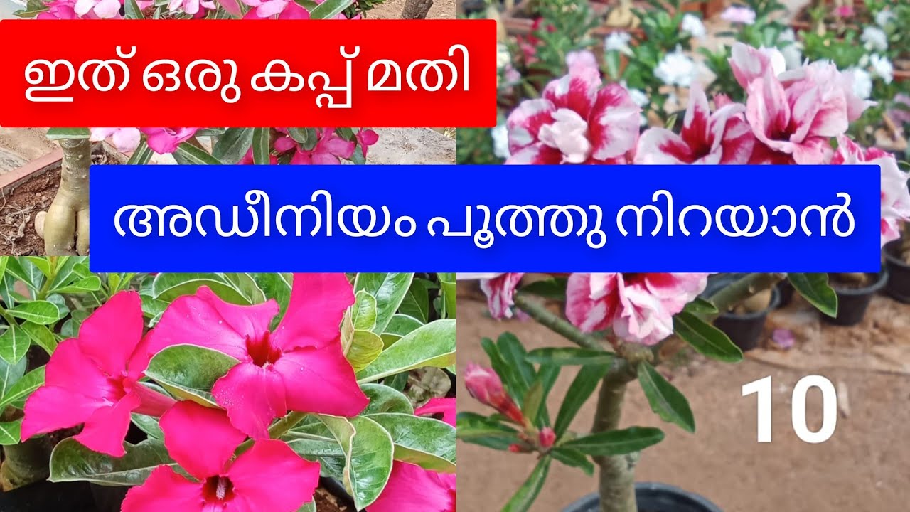  Adenium Desert Rose Sale 🌺 | Healthy Plants with Flowers | Malayalam Garden Video
