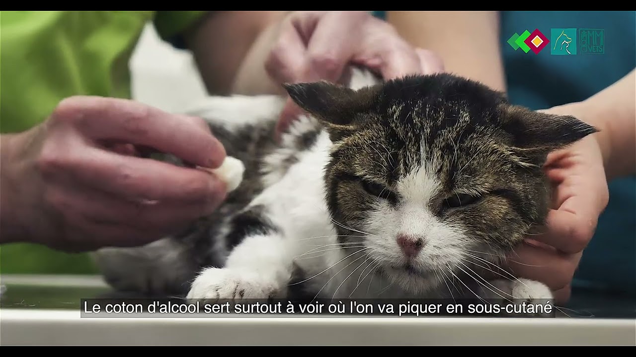 Réhydrater mon chat à la maison