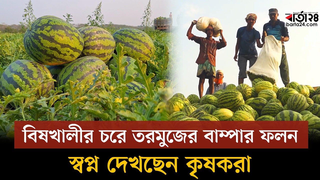 বরগুনার বিষখালীর চরে তরমুজের বাম্পার ফলন, স্বপ্ন দেখছেন কৃষকরা | Watermelon Farming | Barta24