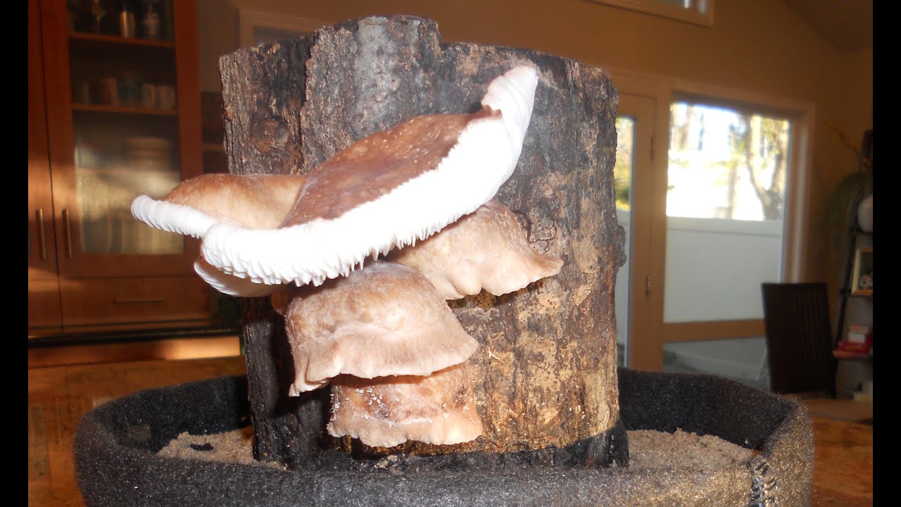 Grow Mushroom Logs Indoors!