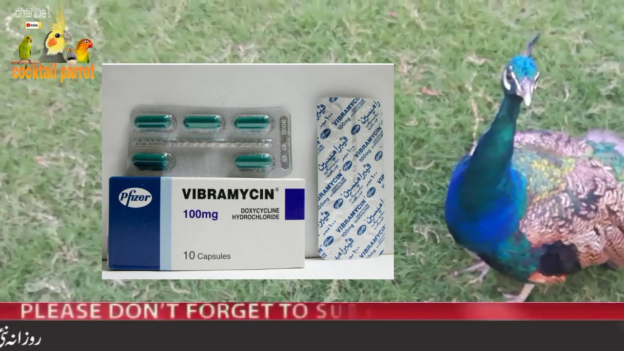 How to care peacock fast time