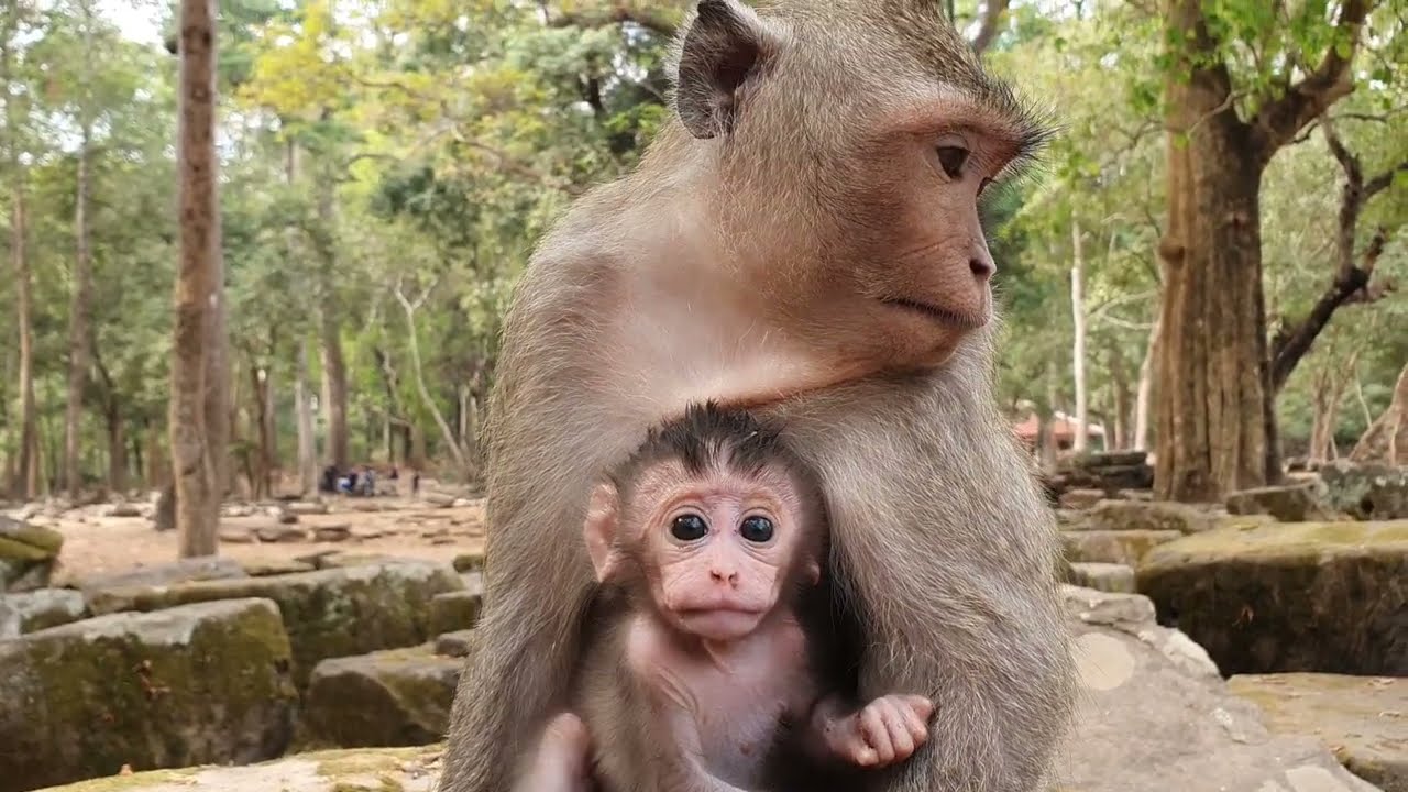 Young mom monkey in Amber troop eating worm - Wildlife Animal 420
