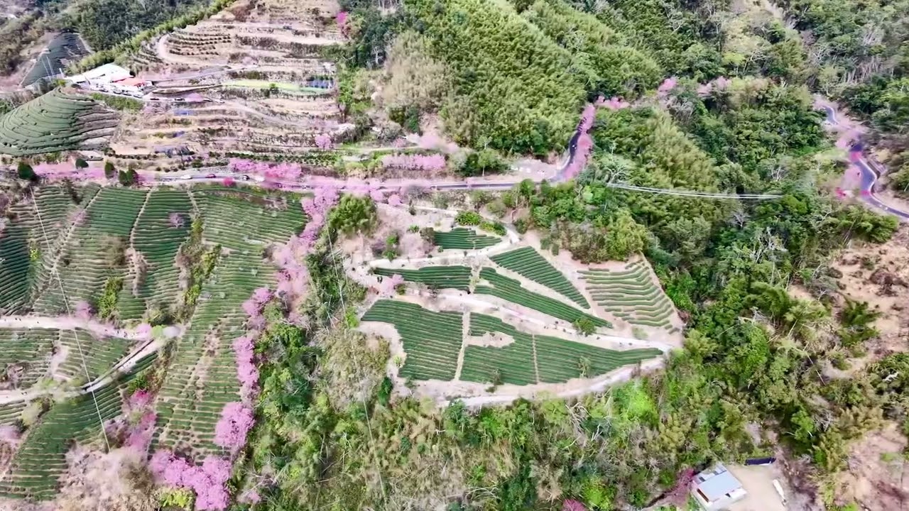 2026古坑草嶺石壁櫻花季