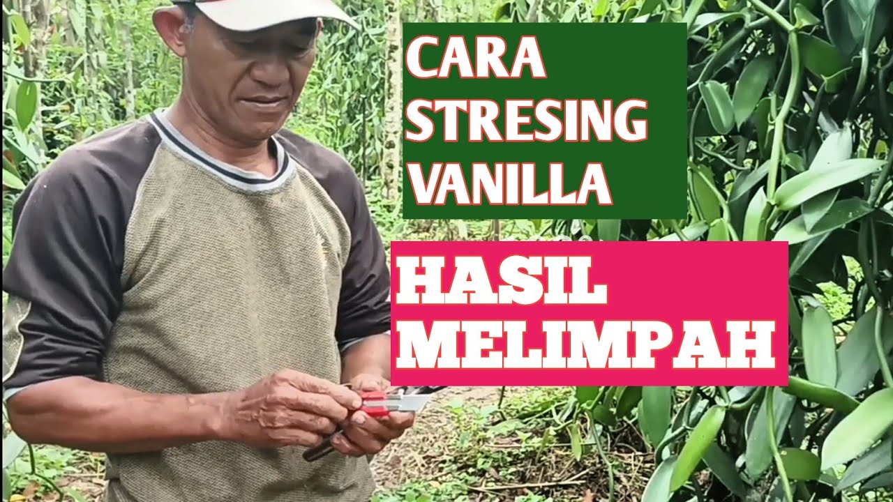 PROSES STRESING VANILLA