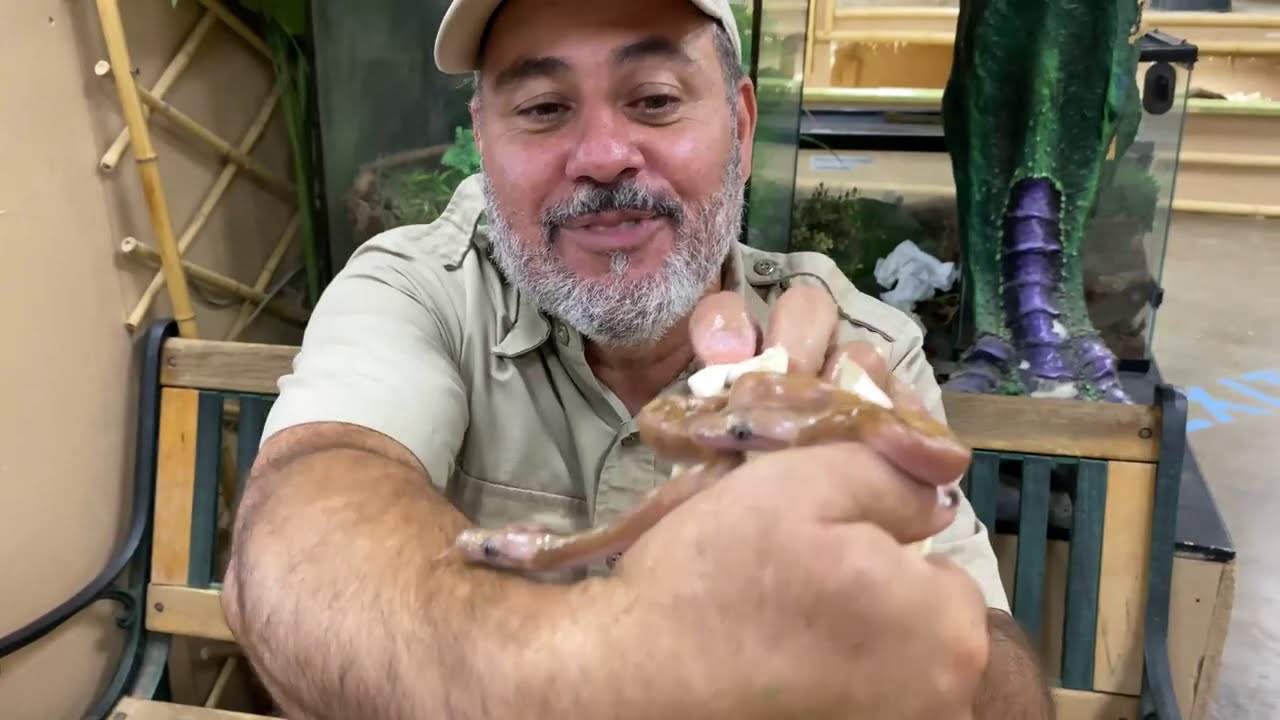 2 Snake Heads 1 Egg!
