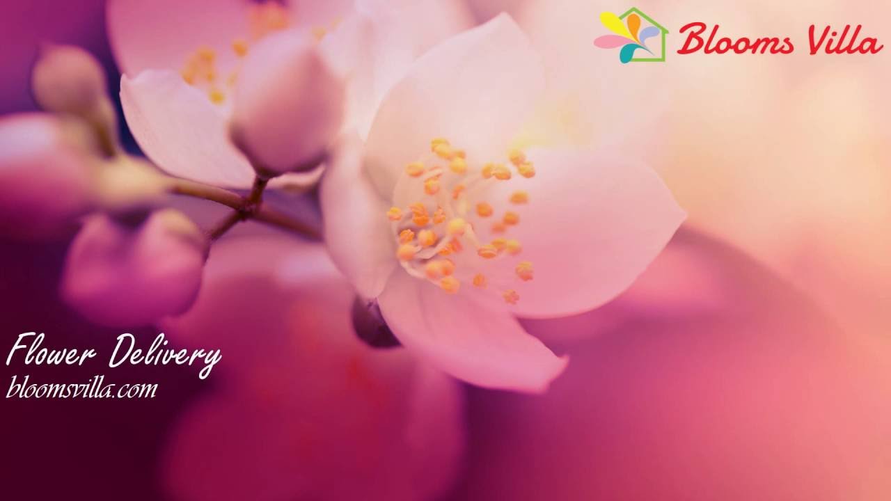Flower Delivery in Bangalore by Bloomsvilla