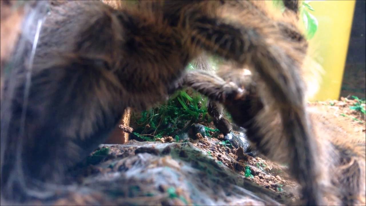 ROSE HAIR TARANTULA MATING (#1) [HD]