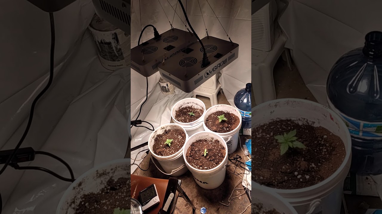 Ygrow 1500 day 11