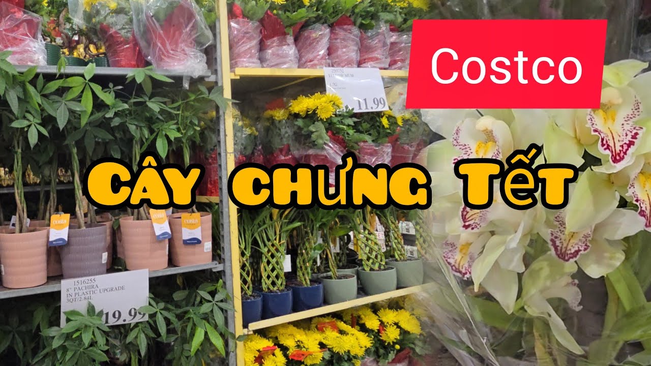 Dạo COSTCO xem cây chưng Tết, nhiều trái cây tươi giá sale 
