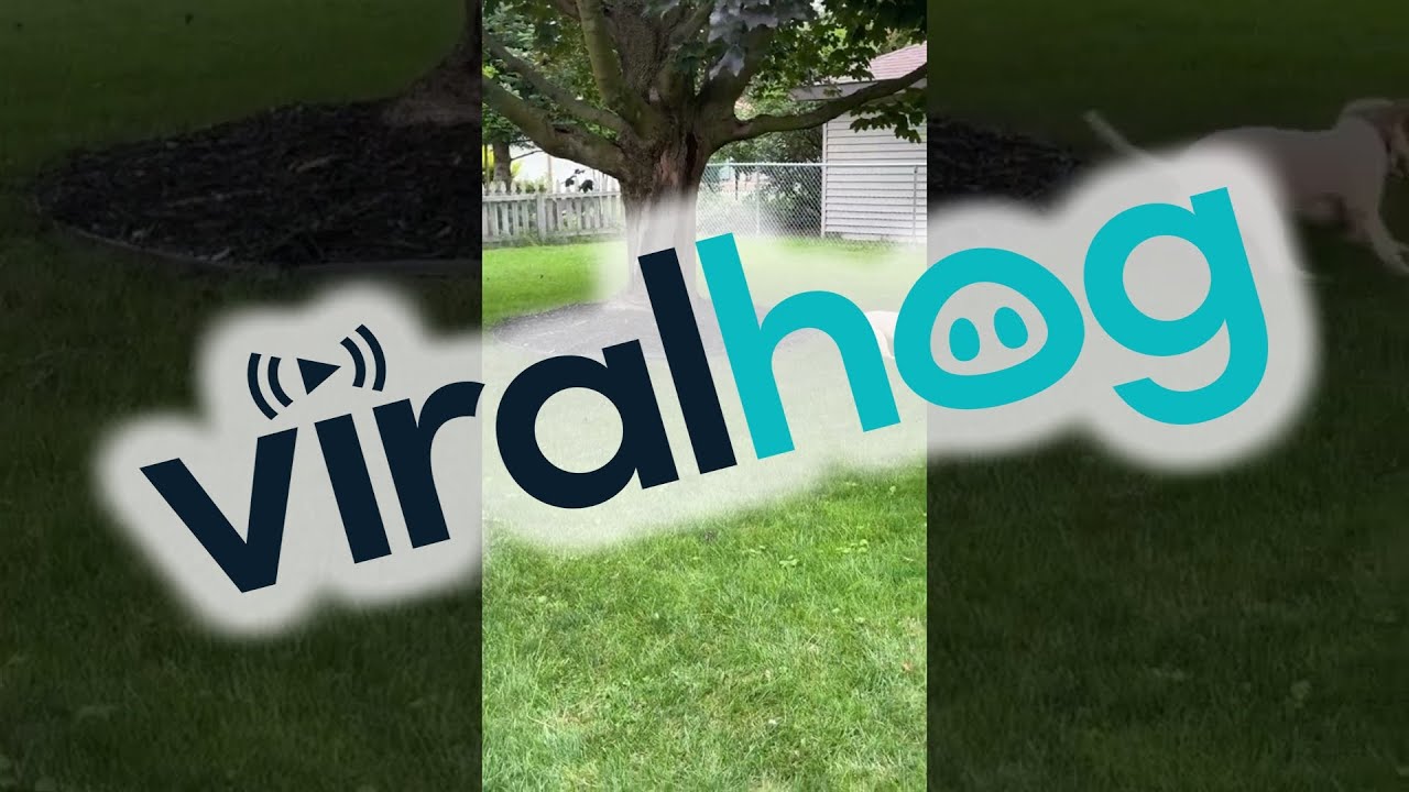 Squirrel Has A Wild Survival Strategy || ViralHog