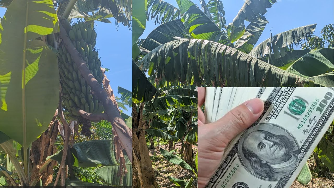 🔥UKO! 💵 URUTOKI RUMWINJIRIZA CASH—Amafaranga Akorera Ni Menshi!