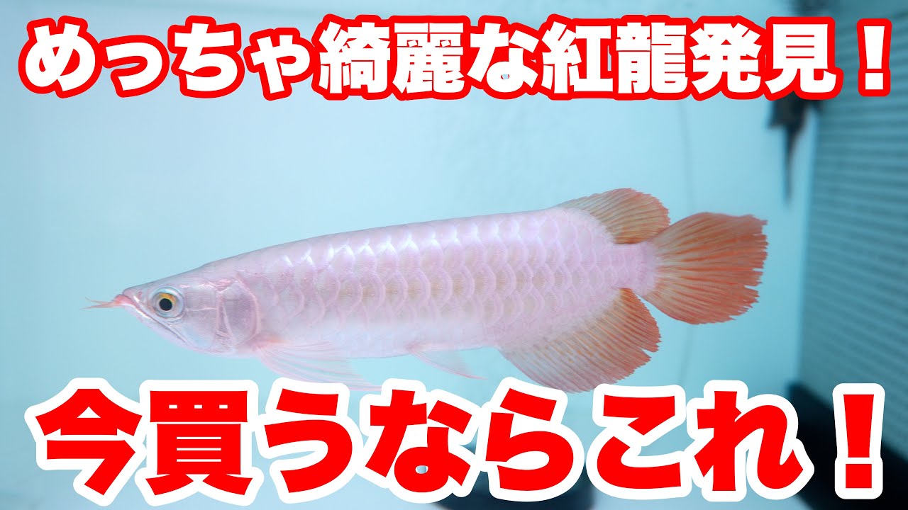 【ショップ訪問】綺麗な紅龍発見！#大型魚 #アジアアロワナ #アロワナ #aquarium #古代魚 #アクアリウム