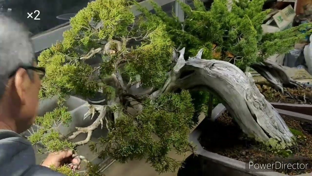 Искусственно заменить все листья! ? [Удивительная технология Bonsai]