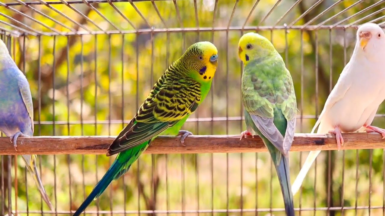 5 Hr Help Quiet Parakeets Sing by Playing This, Cute Budgies Chirping. Reduce Stress of lonely Bird