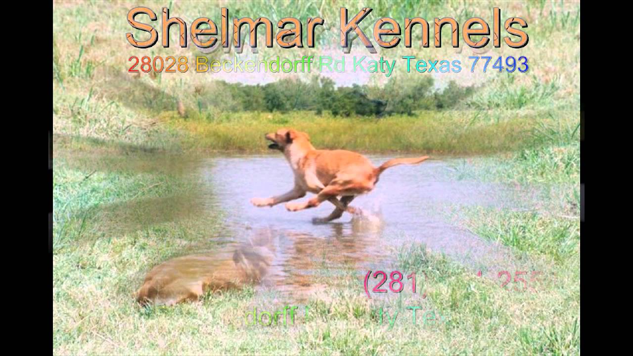 Houston Dog Obedience Training